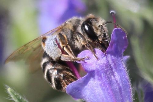 Andrena flavipes